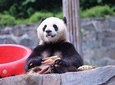Chengdu Panda Base and Wenshufang Day Tour