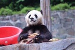 Chengdu Panda Base and Wenshufang Day Tour
