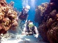 Beginner Scuba Diving Tour ***NO EXPERIENCE NEEDED***