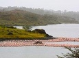 Day Trip Game Drive- Arusha National Park from Arusha Town
