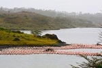 Day Trip Game Drive- Arusha National Park from Arusha Town