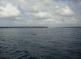 Dolphin and Snorkeling Full-Day Tour from Diani Beach, Mombasa 
