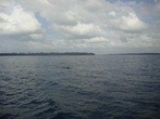 Dolphin and Snorkeling Full-Day Tour from Diani Beach, Mombasa 