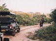 From Colombo: Udawalawa National Park Wildlife Safari