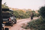 From Colombo: Udawalawa National Park Wildlife Safari