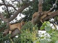 3 Days Queen Elizabeth national Park Safari Holiday