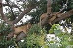 3 Days Queen Elizabeth national Park Safari Holiday