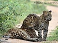 Full Day BIG 3 Safari Tour with Birding in Yala National Park by Expert Team