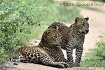 Full Day BIG 3 Safari Tour with Birding in Yala National Park by Expert Team
