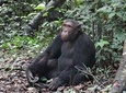 1 day chimpanzee tracking in budongo forest and kaniyo pabidi