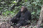 1 day chimpanzee tracking in budongo forest and kaniyo pabidi