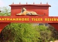8 Days: Delhi Agra Jaipur Ranthambore tour(Golden Triangle Tour & Ranthambore)
