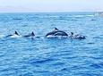 Dolphin Watching