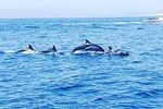 Dolphin Watching