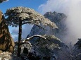 1 Day Mt Huangshan(Yellow Mountain) Group Tour-No Shopping