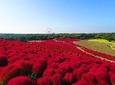 Day Tour for Kochia (Kokia) Carnival at Hitachi Seaside Park