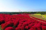 Day Tour for Kochia (Kokia) Carnival at Hitachi Seaside Park