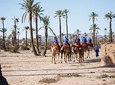 Sunset Camel Ride In Marrakeh Palm Grove