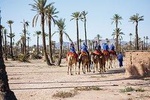 Sunset Camel Ride In Marrakeh Palm Grove