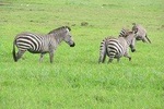 Amazing 4 Days Camping Safari at Serengeti National Park