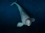 Visit Beluga Whale Sanctuary, Vestmannaeyjabær, Iceland