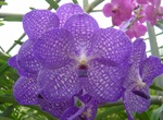 Visit Siriphon Orchid Farm, Pattaya, Thailand