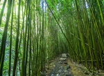 Hike Bamboo Forest Hike, Maui County, Hawaii