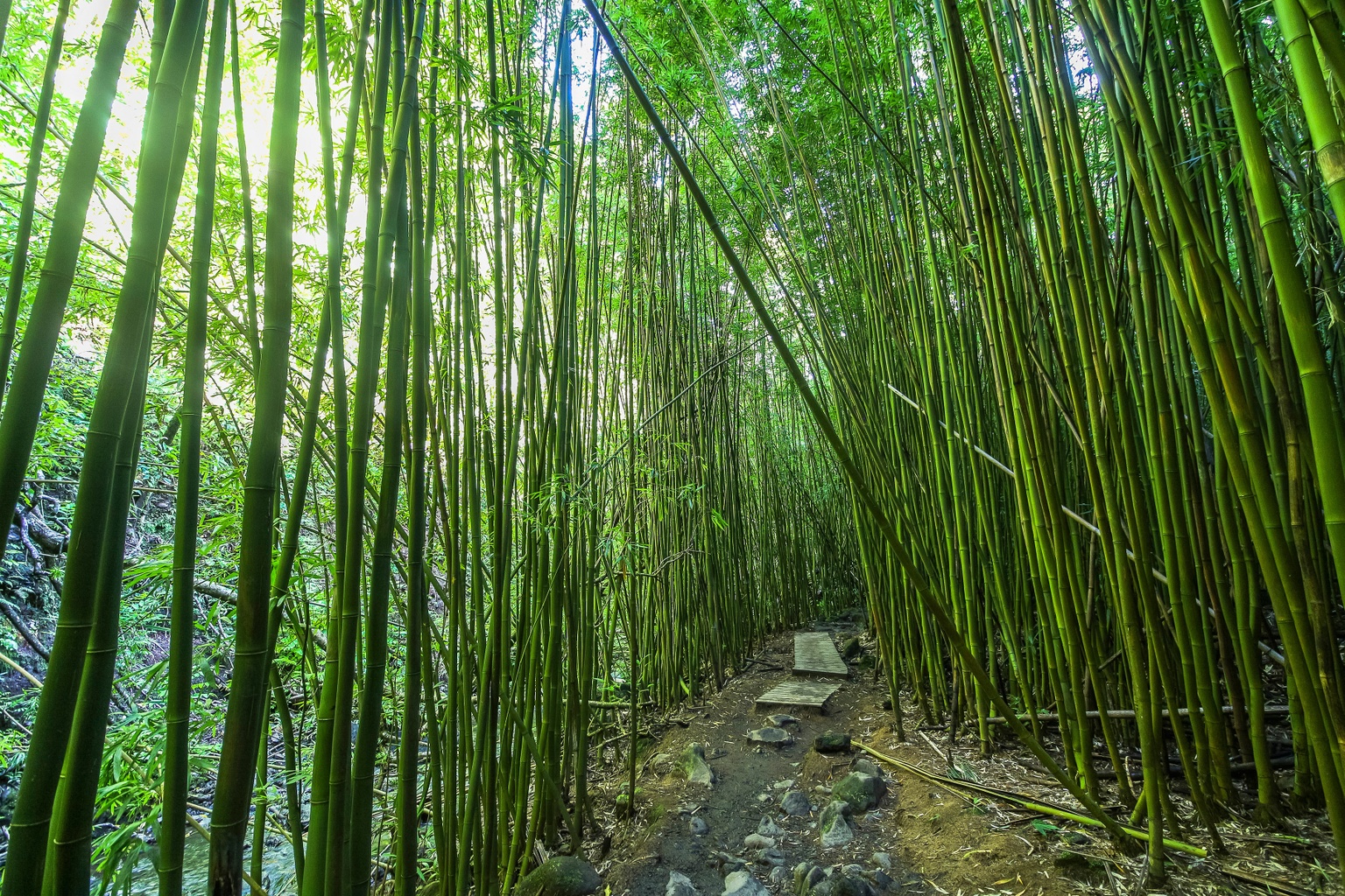 Bamboo Forest Hike