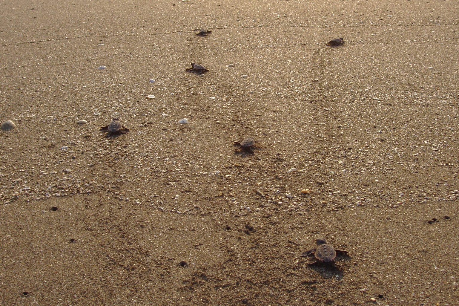 10 places where you can see endangered sea turtles hatch and help ...