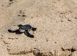 Attend Turtle Release at Rancho Santana, Nicaragua