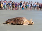 Visit Georgia Sea Turtle Center, Jekyll Island, Georgia