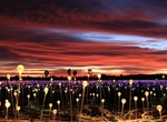 See Field of Light, Paso Robles, California