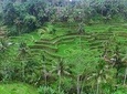 Full Day Bali Private Top Tour Attractions 10-12 hours