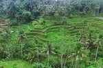 Full Day Bali Private Top Tour Attractions 10-12 hours