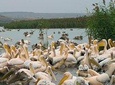 Birds, nature and wine tour from Nessebar or Bourgas