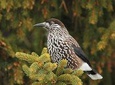 One-day Birding Around Sofia