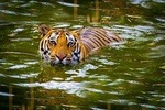 Private 2 Nights Short Escape To Jim Corbett