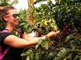 Coffee Tour - Taste And Live The Authentic Colombian Coffee Experience