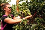 Coffee Tour - Taste And Live The Authentic Colombian Coffee Experience