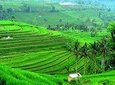 Full Day Bali Natural Beauty and Lake Temple Tour