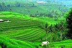 Full Day Bali Natural Beauty and Lake Temple Tour