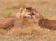 Akagera National Park Day Trip