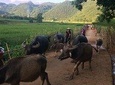 Mai Chau 1 Day