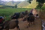 Mai Chau 1 Day