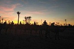 Small-Group tour Sunset Camel Ride in the palm Grove of Marrakech City
