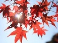 The Beauty of the Korea Fall foliage Discover 9days 8nights