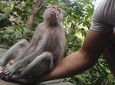 Monkey Forest, Tegallalang Rice Fields, Pura Taman Ayun & Tanah Lot