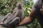 Monkey Forest, Tegallalang Rice Fields, Pura Taman Ayun & Tanah Lot