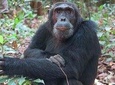 2 Days Chimpazee Safari In kibale Forest Park Uganda.