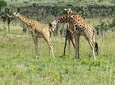 6 Day Uganda Safari in Murchison Falls and Bwindi Impenetrable Park